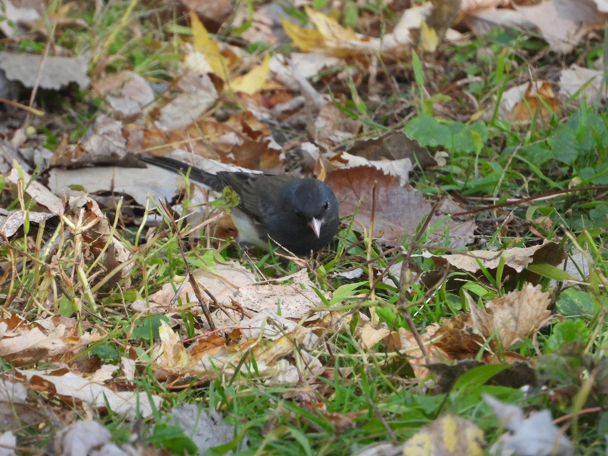 Dark-eyed Junco - ML643505721
