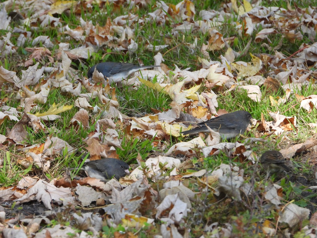 Dark-eyed Junco - ML643505722