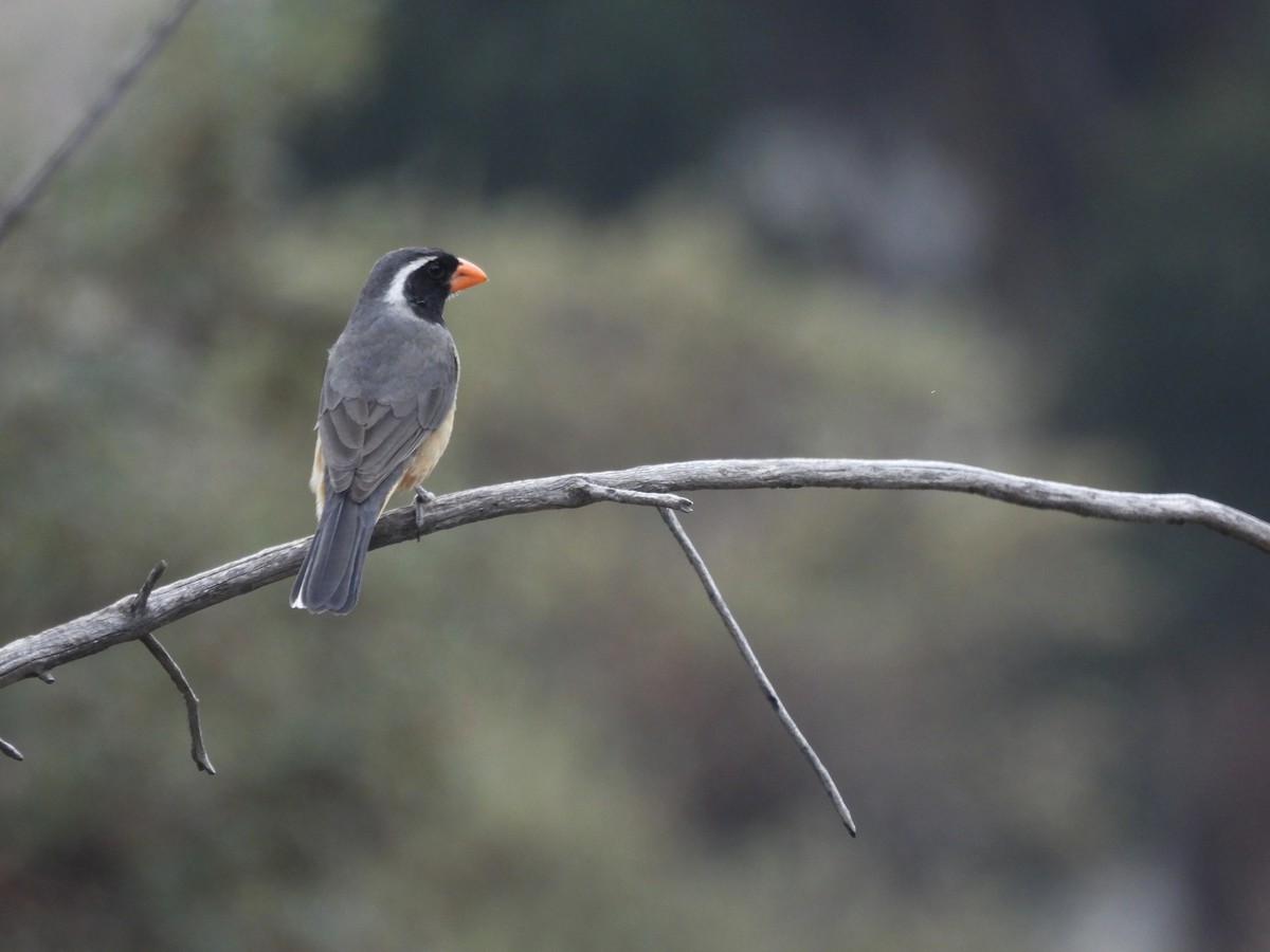 Golden-billed Saltator - ML643505723