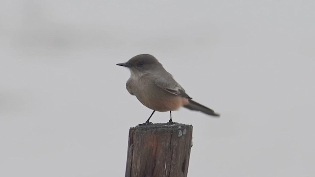 Moucherolle à ventre roux - ML643505730