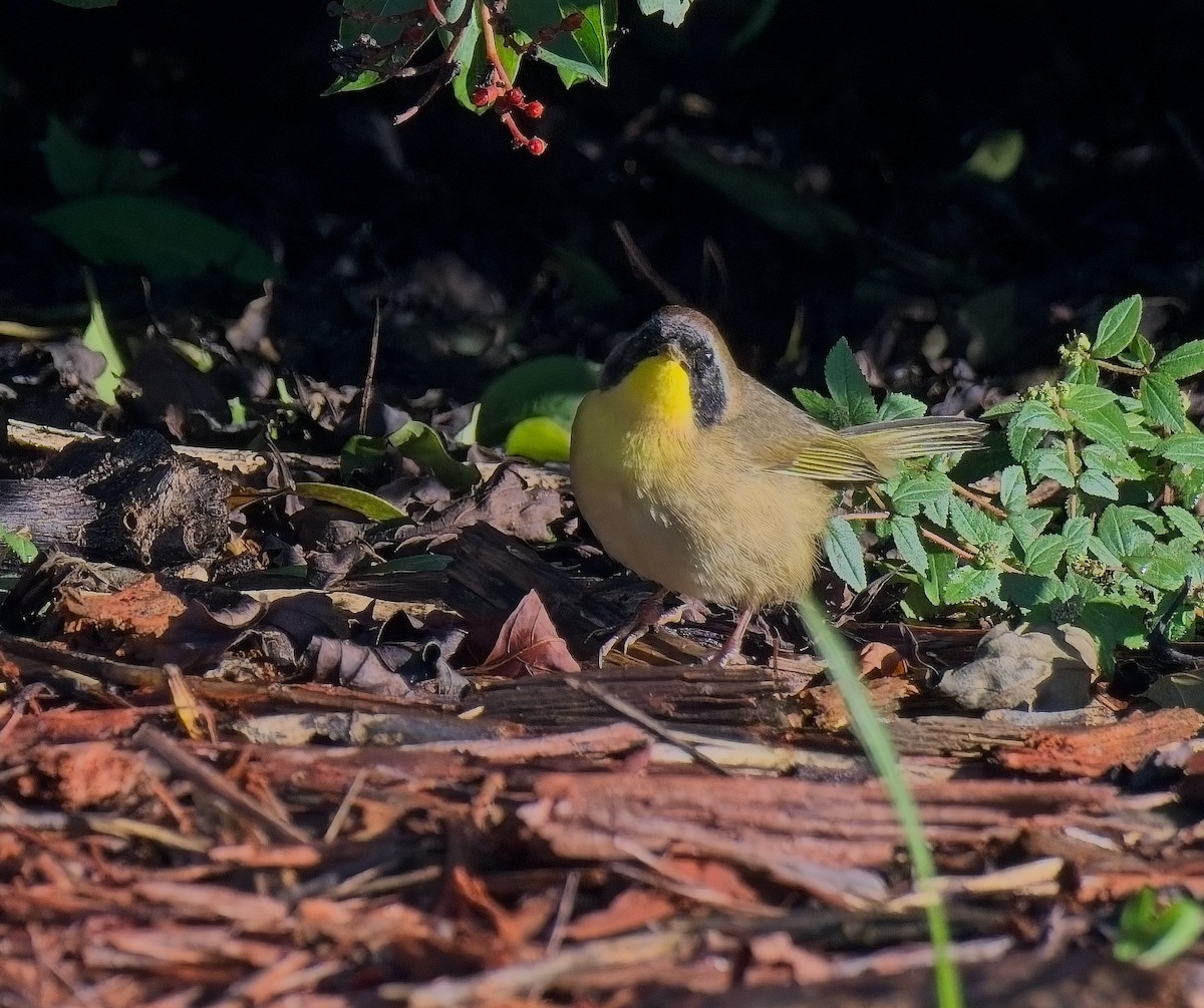 Common Yellowthroat - ML643505734