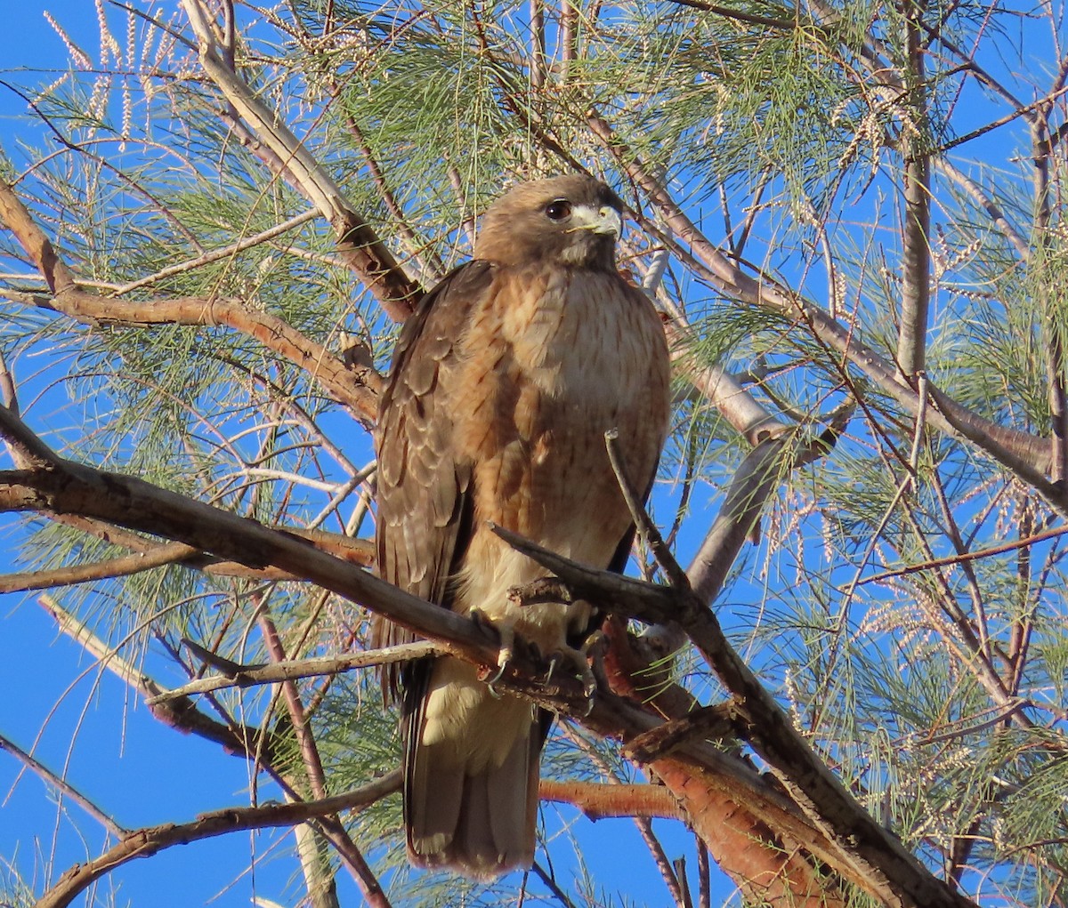 Red-tailed Hawk - ML643505745