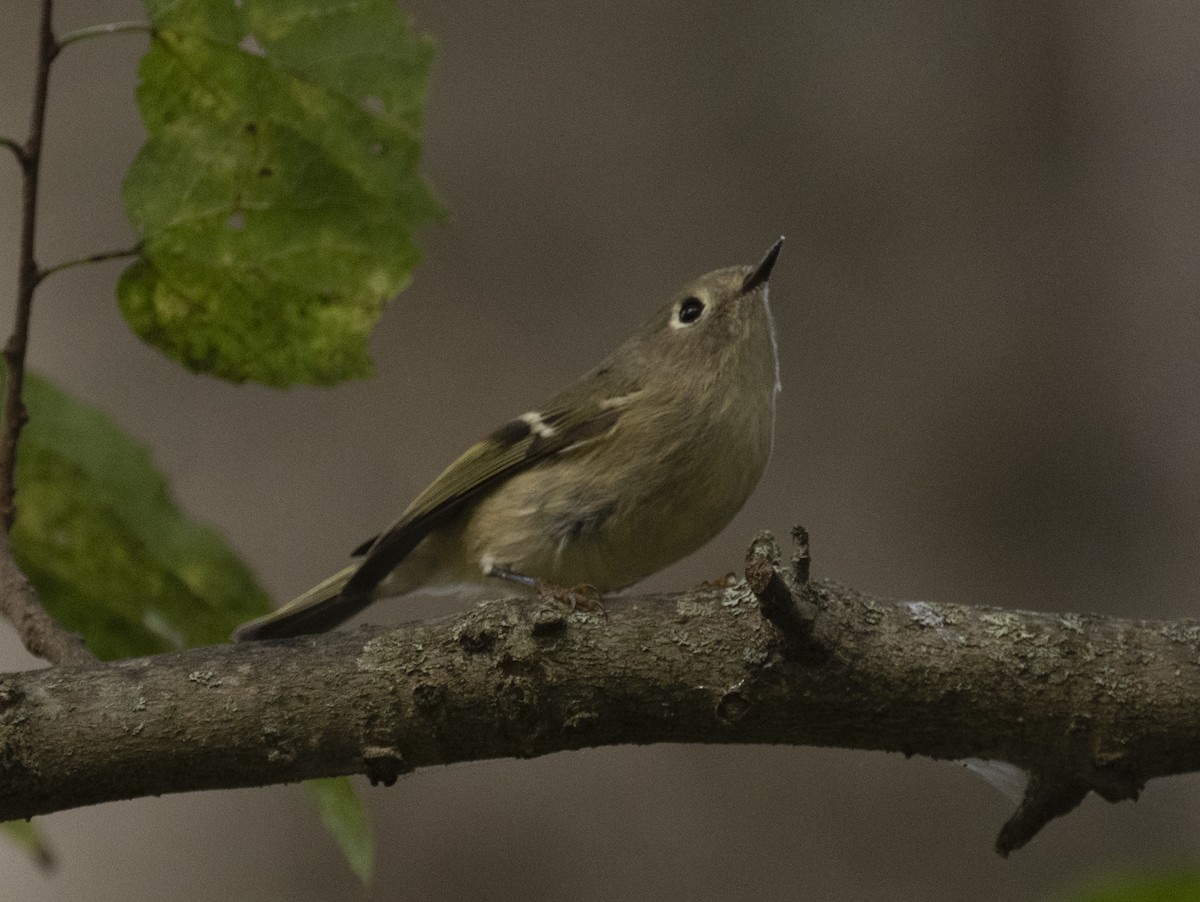 Ruby-crowned Kinglet - ML643505750