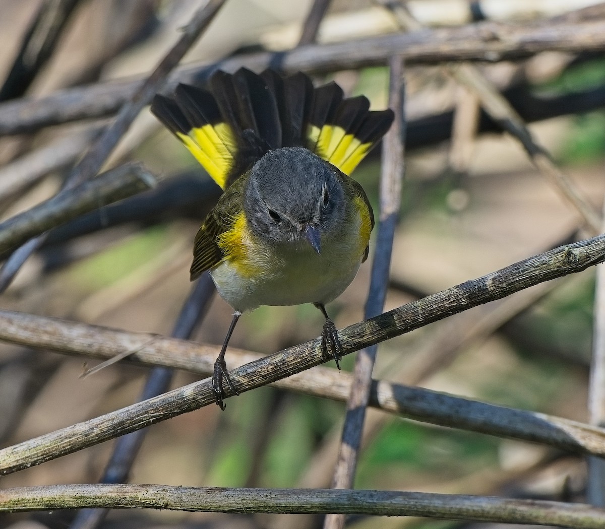 American Redstart - ML643505758
