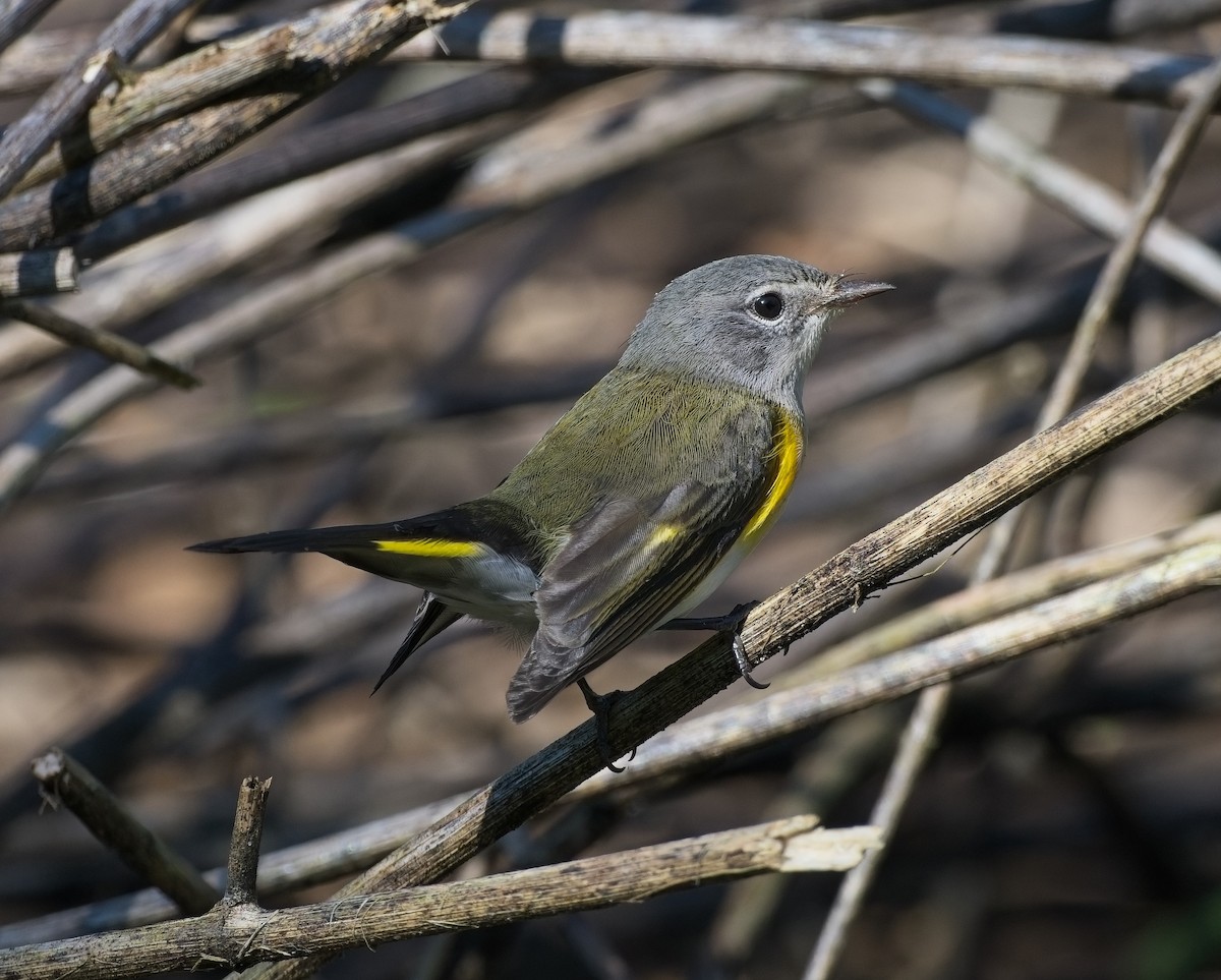 American Redstart - ML643505759