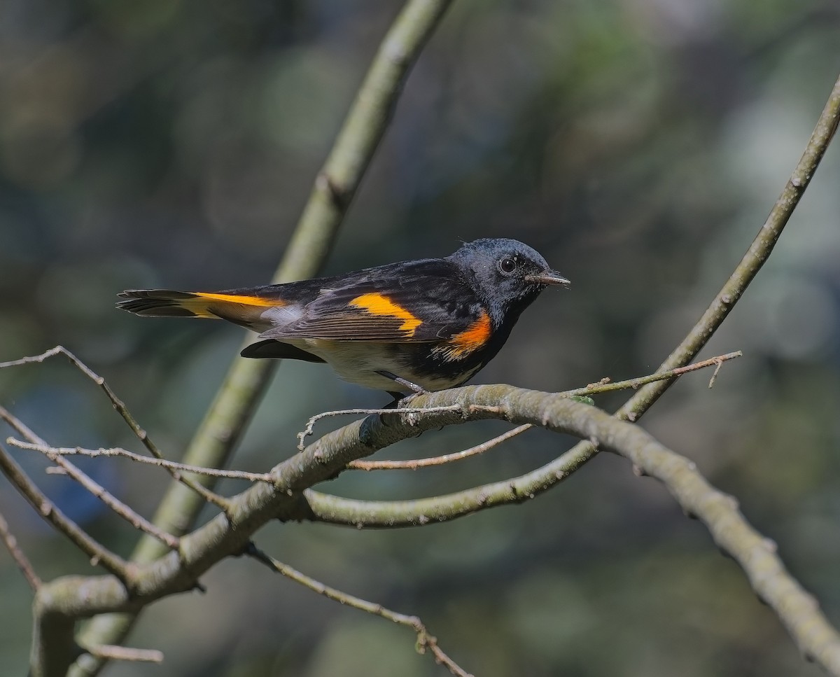 American Redstart - ML643505760