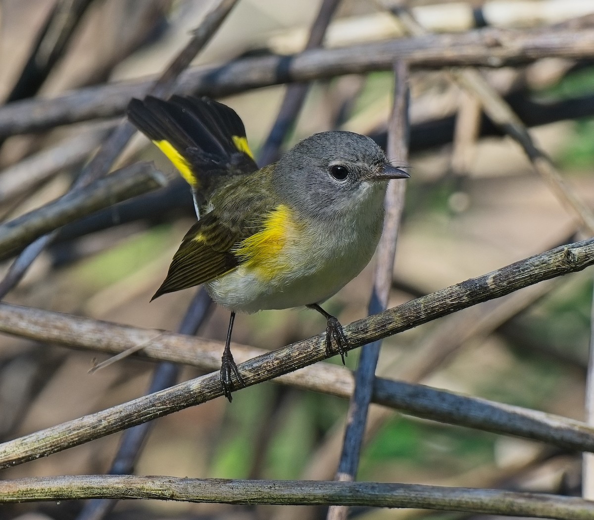American Redstart - ML643505761