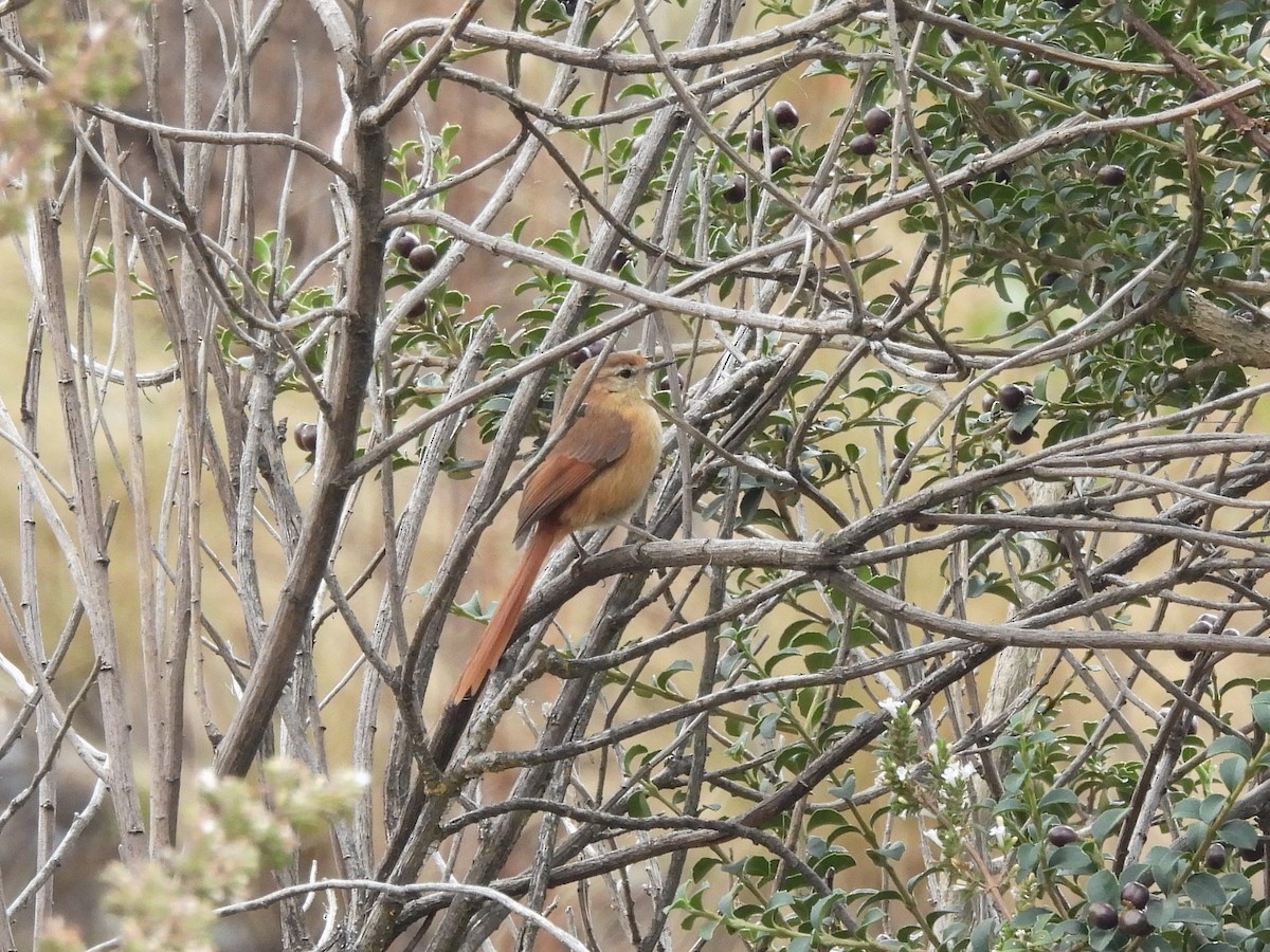 Tawny Tit-Spinetail - ML643505770