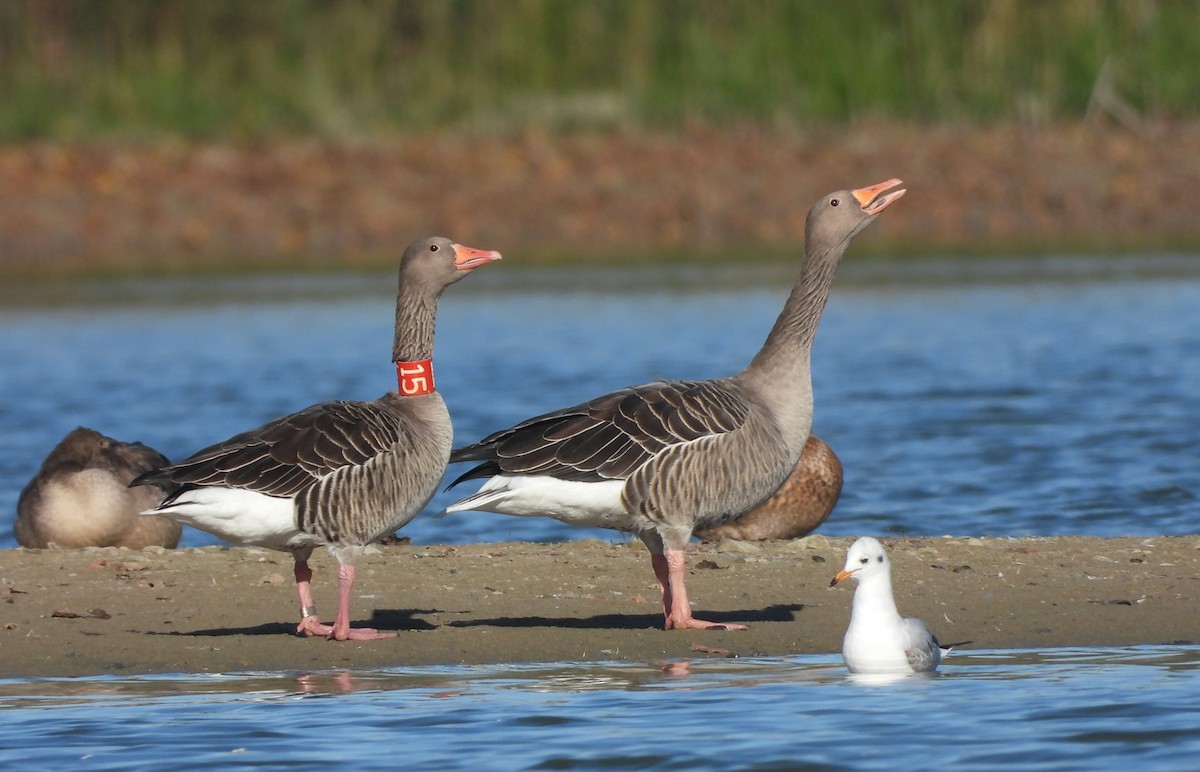 Graugans - ML643505771