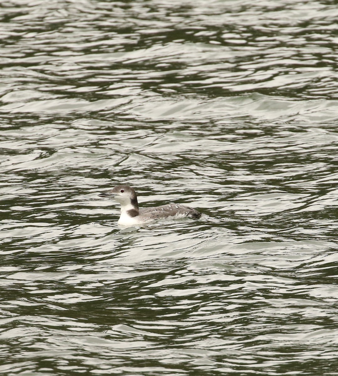 Common Loon - ML643505775