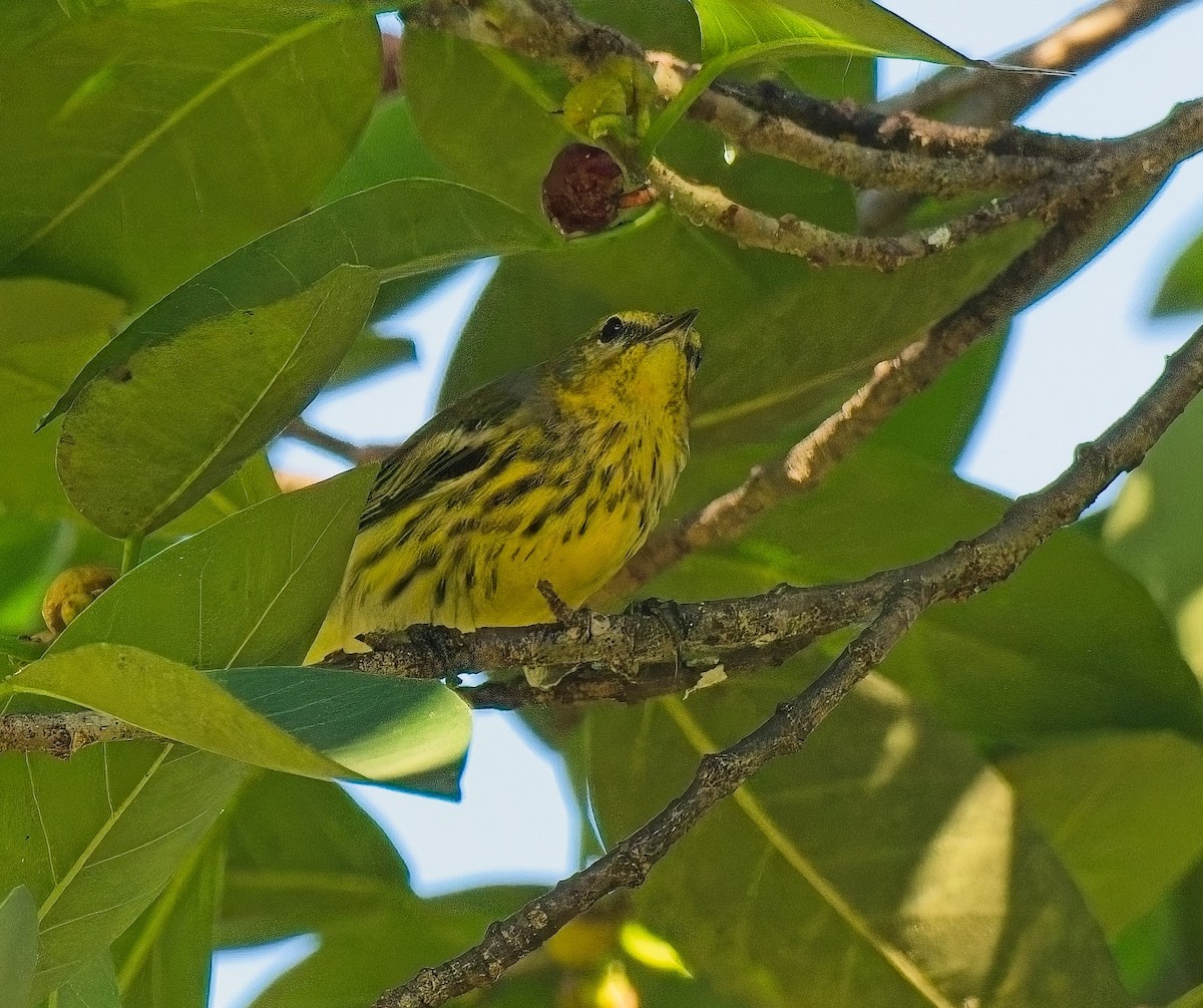 Cape May Warbler - ML643505776