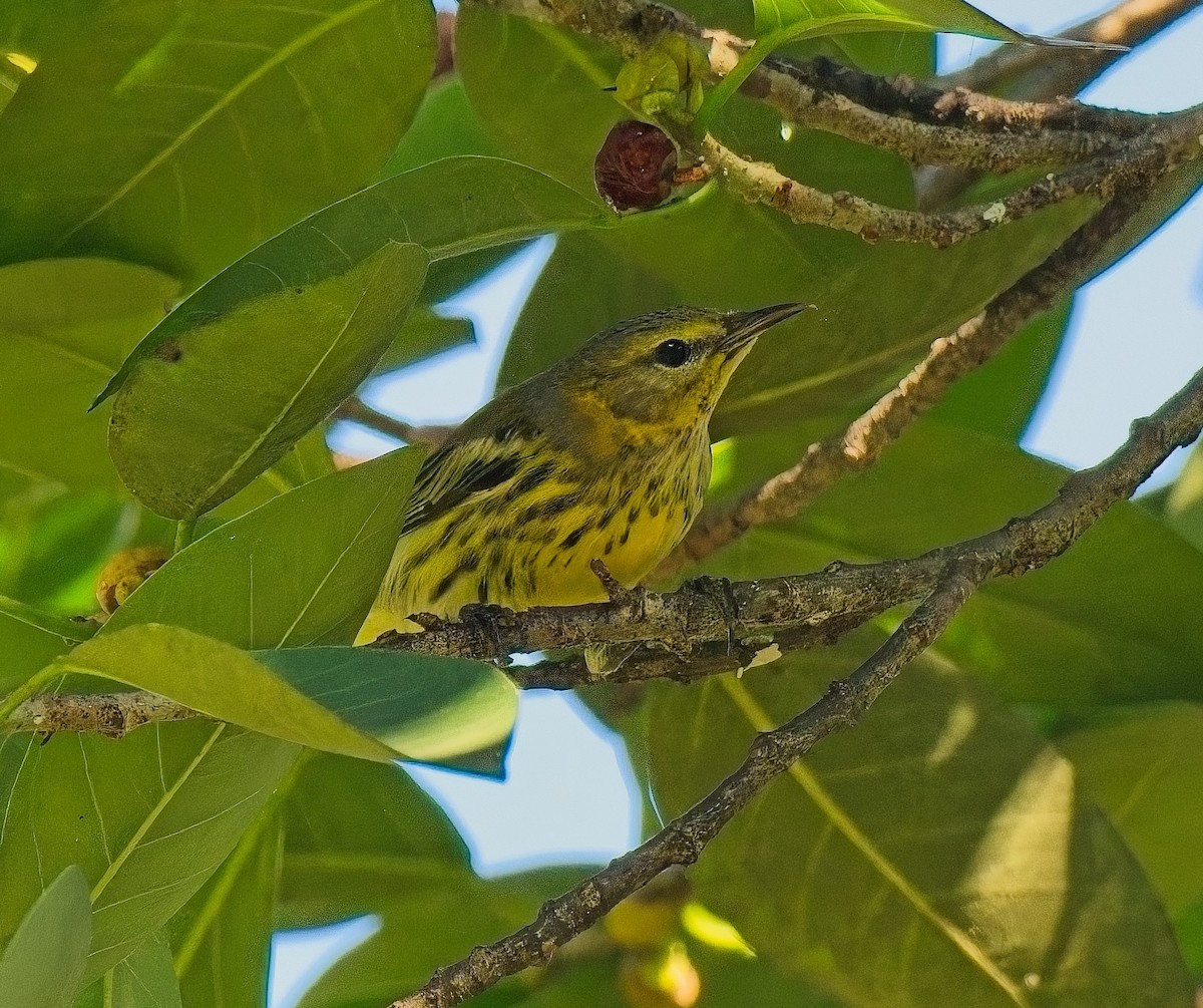 Cape May Warbler - ML643505777