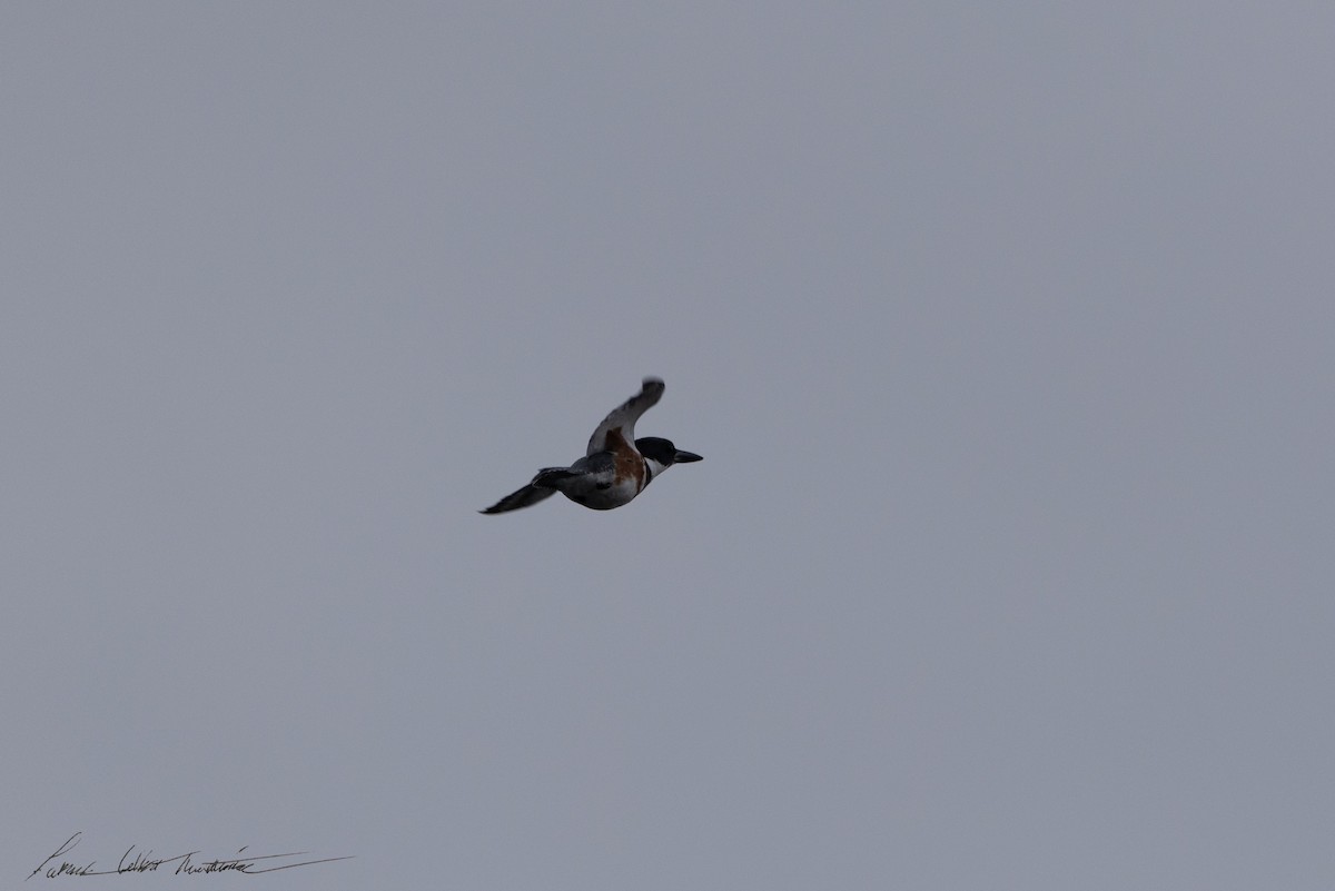 Belted Kingfisher - ML643505781