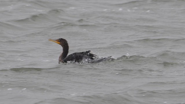 Double-crested Cormorant - ML643505782