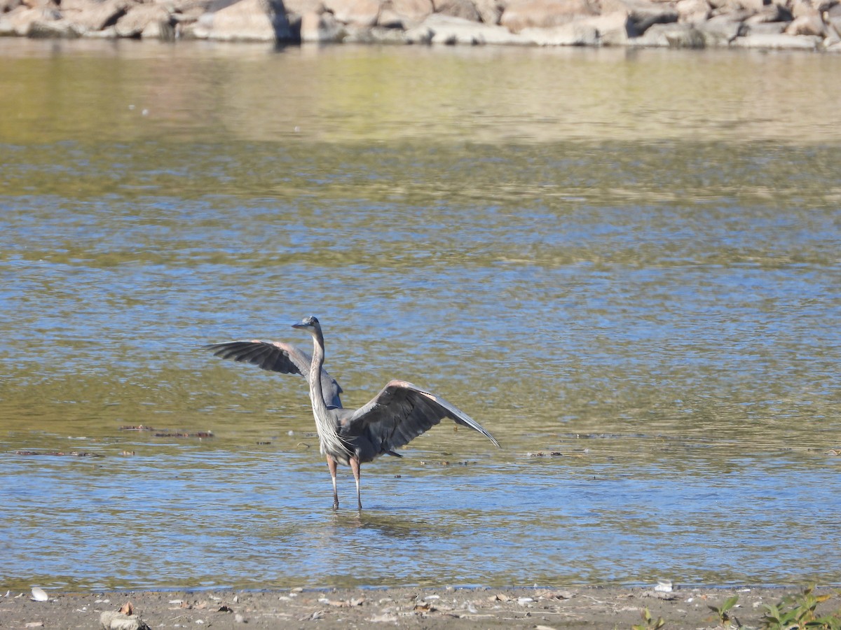 Great Blue Heron - ML643505784