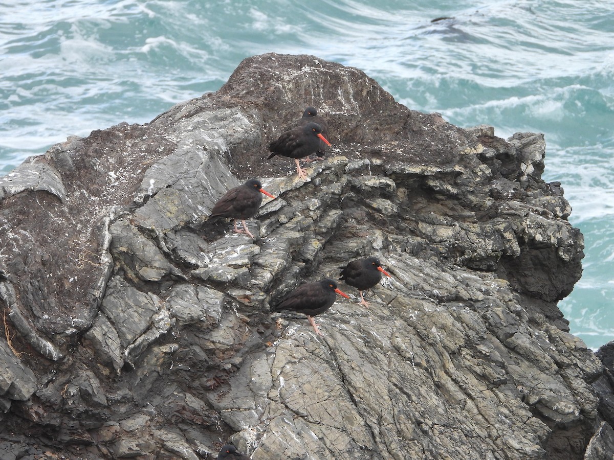 Black Oystercatcher - ML643505791