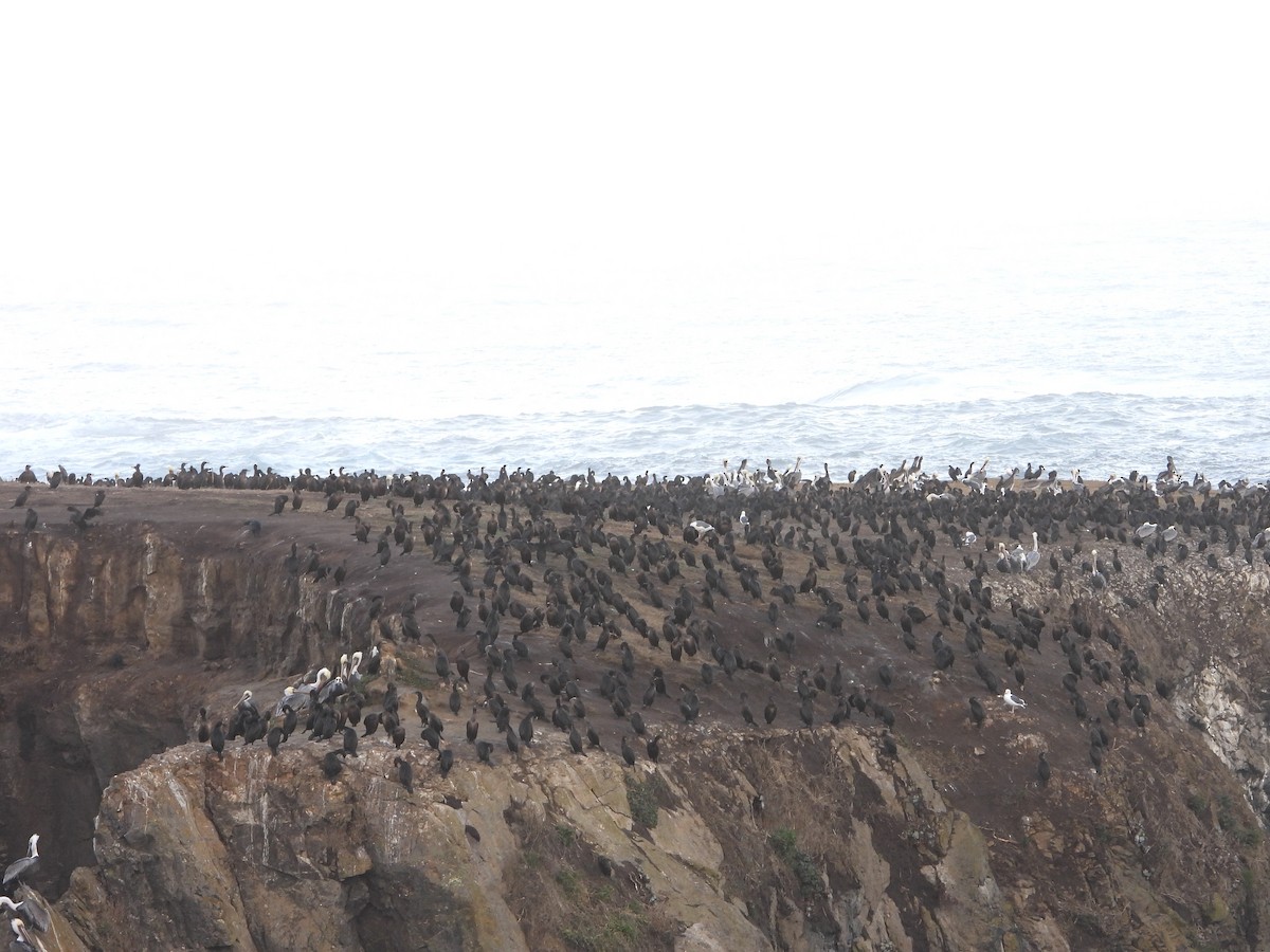 Brandt's Cormorant - ML643505794