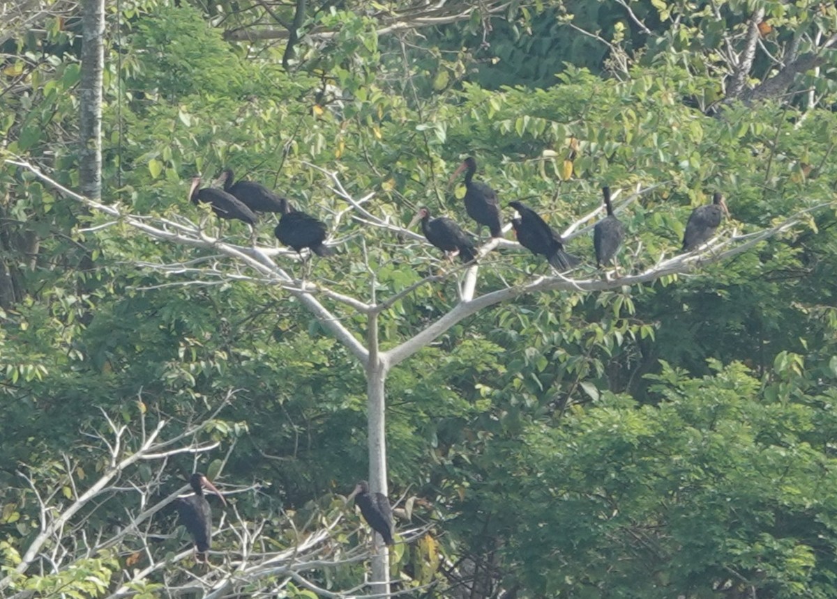 Bare-faced Ibis - ML643505796