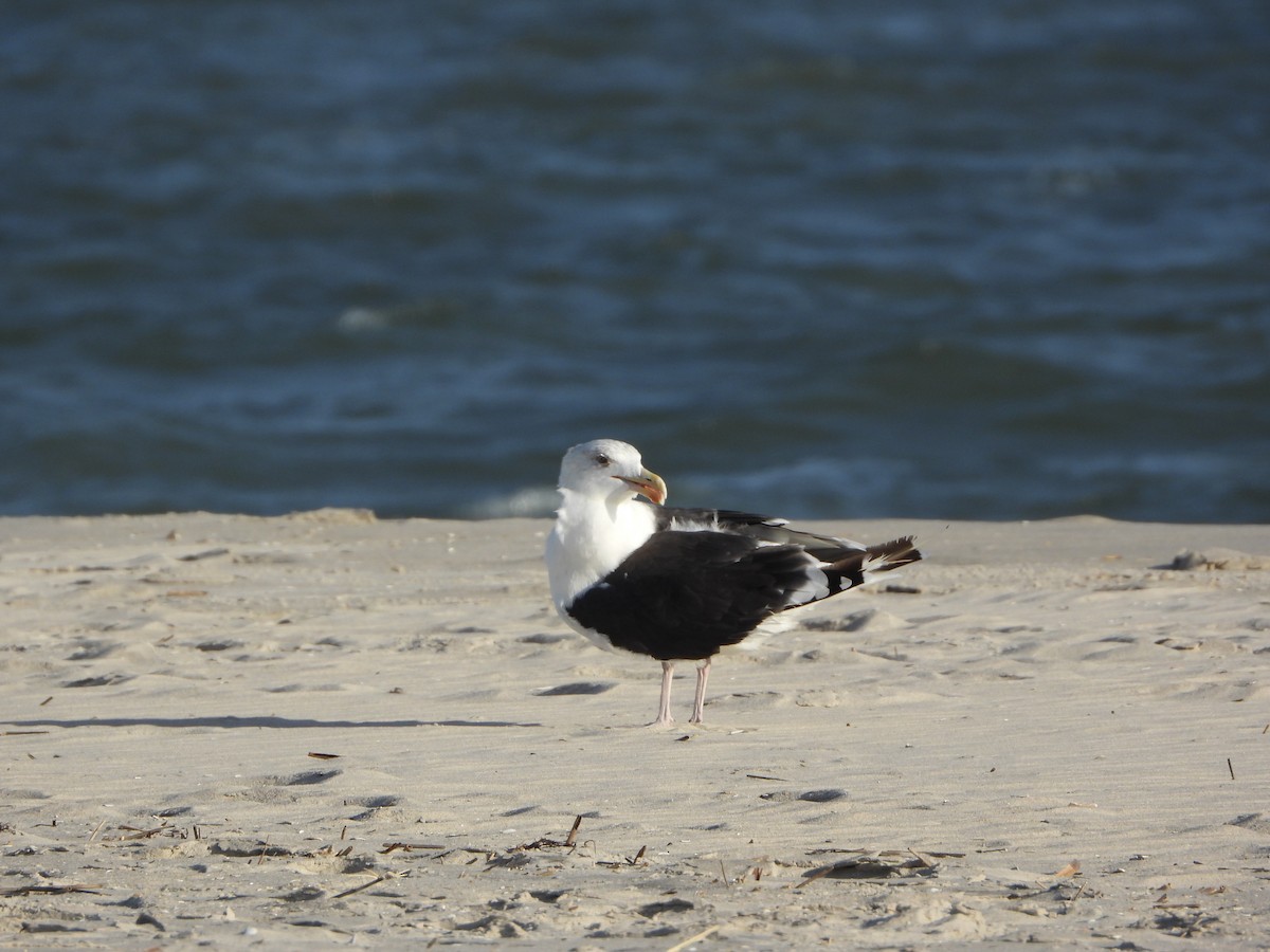 Great Black-backed Gull - ML643505804
