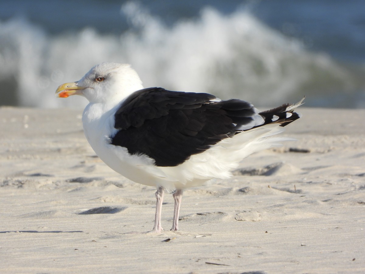 Great Black-backed Gull - ML643505805