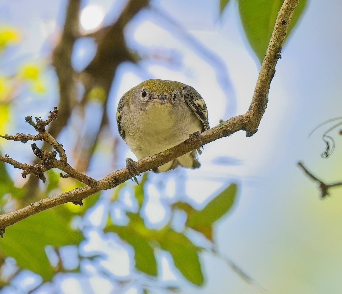 Chestnut-sided Warbler - ML643505816