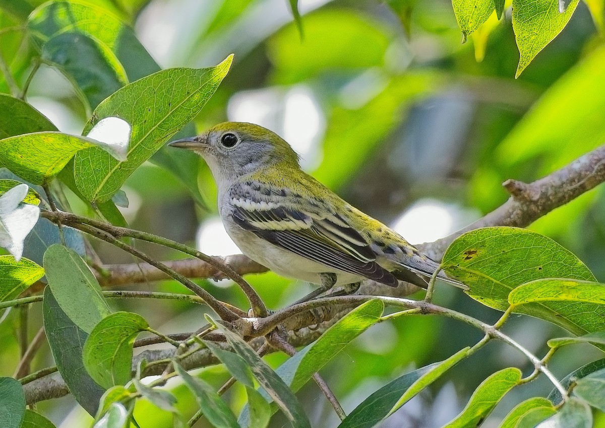 Chestnut-sided Warbler - ML643505817