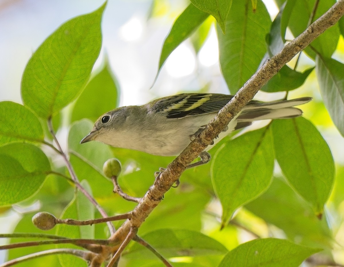 Chestnut-sided Warbler - ML643505818