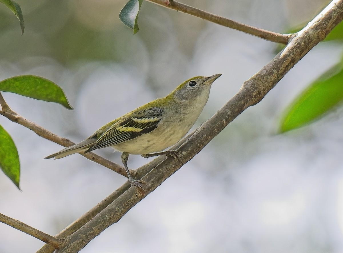 Chestnut-sided Warbler - ML643505819