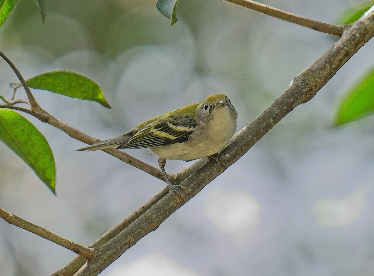 Chestnut-sided Warbler - ML643505820