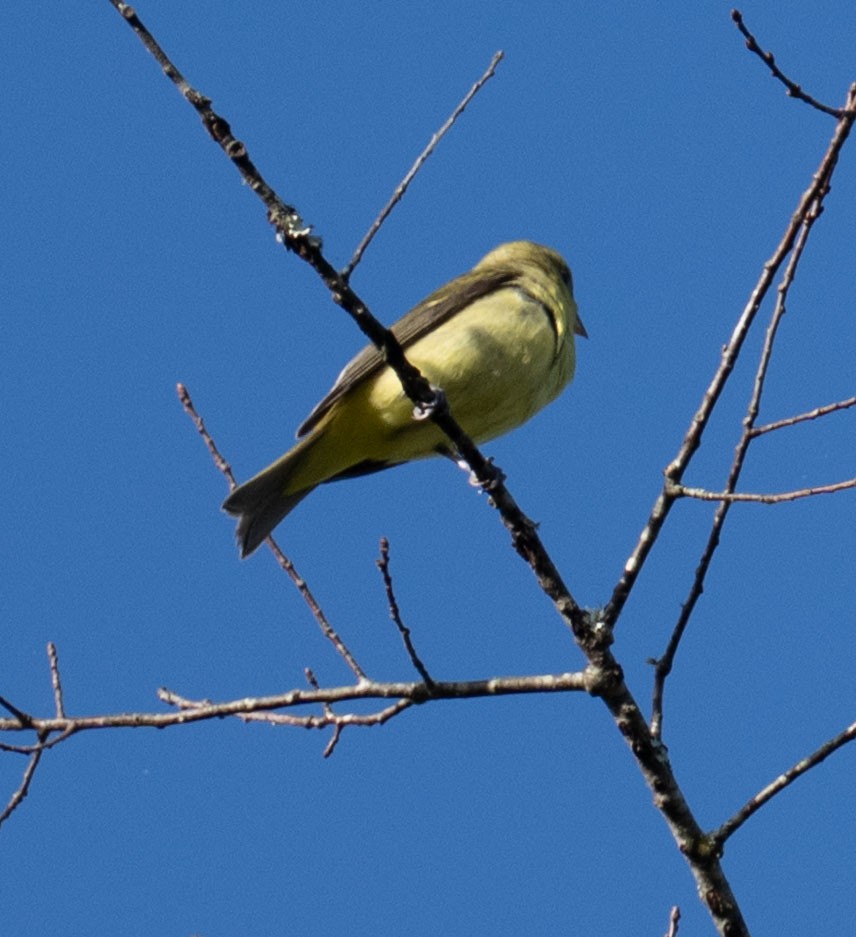 Scarlet Tanager - ML643505836