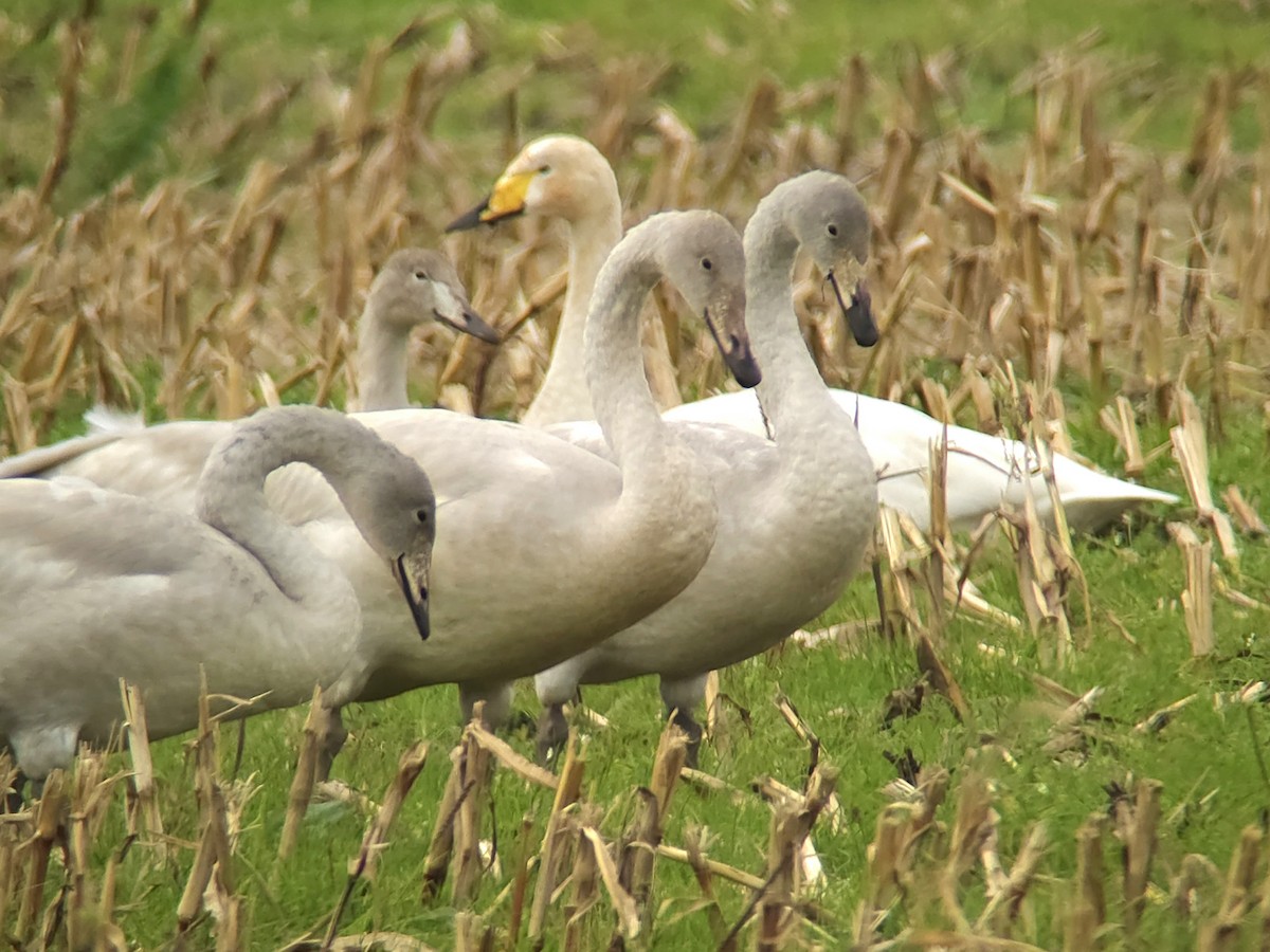 Whooper Swan - ML643505837