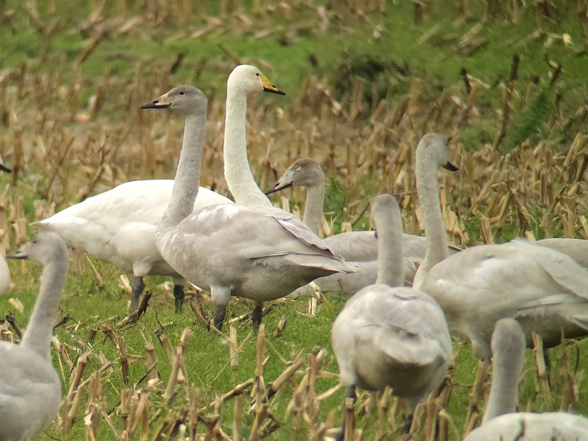 Whooper Swan - ML643505838