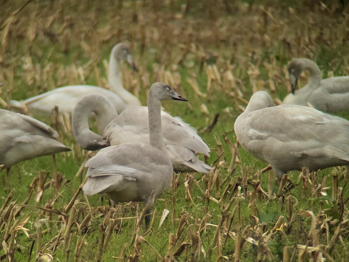 Whooper Swan - ML643505839