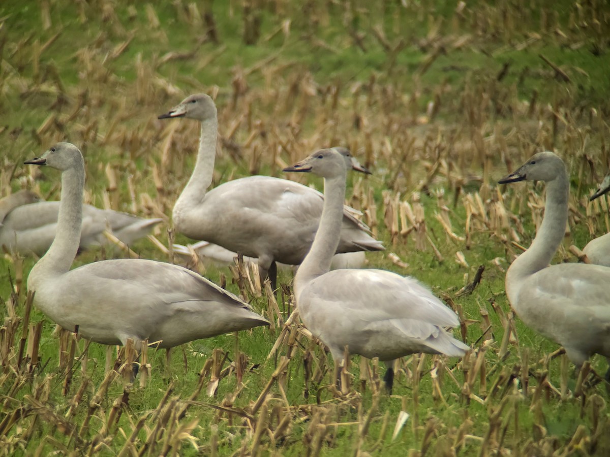 Whooper Swan - ML643505840