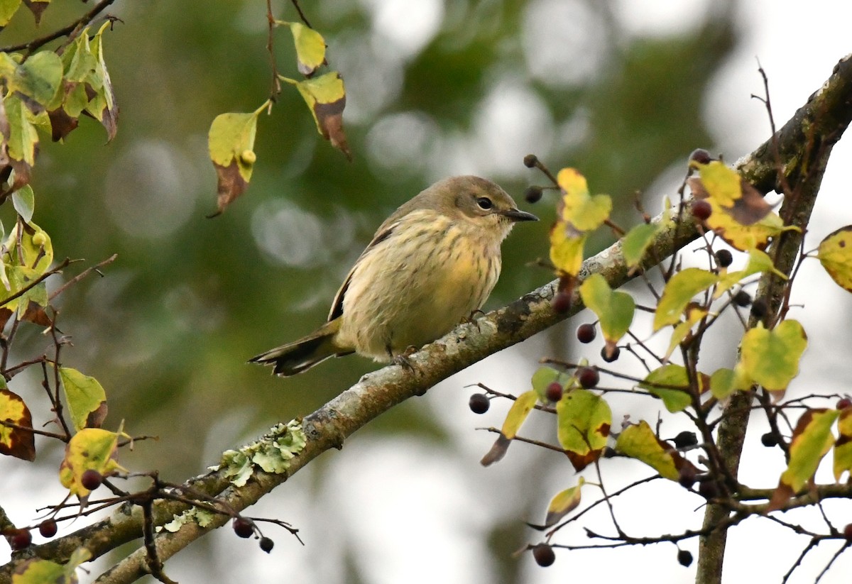 Cape May Warbler - ML643505845