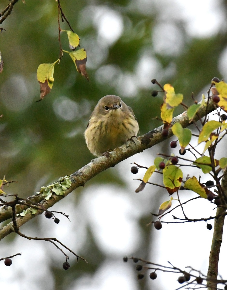 Cape May Warbler - ML643505846