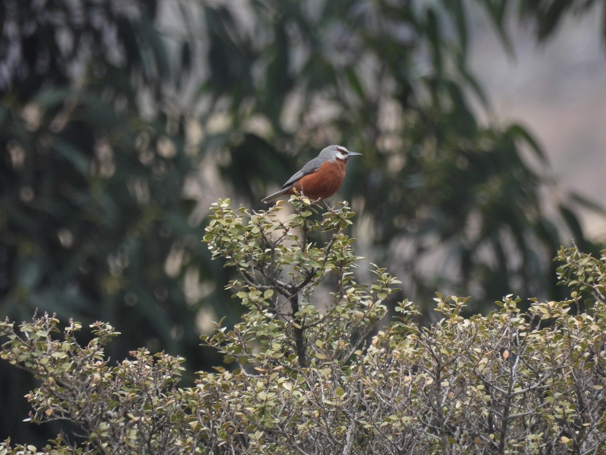 オオミツドリ - ML643505864