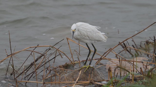 Snowy Egret - ML643505875