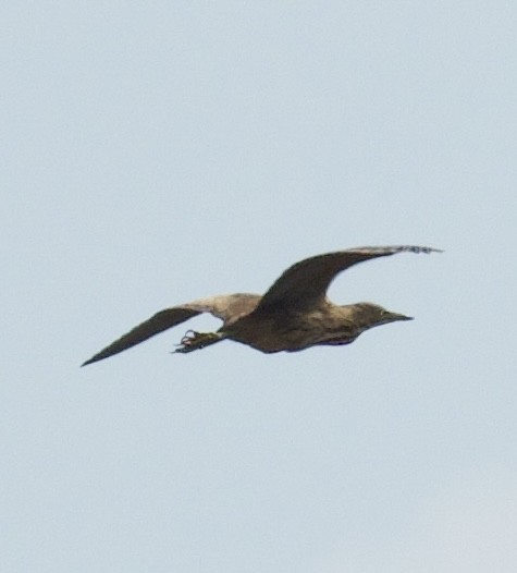 American Bittern - ML643505879