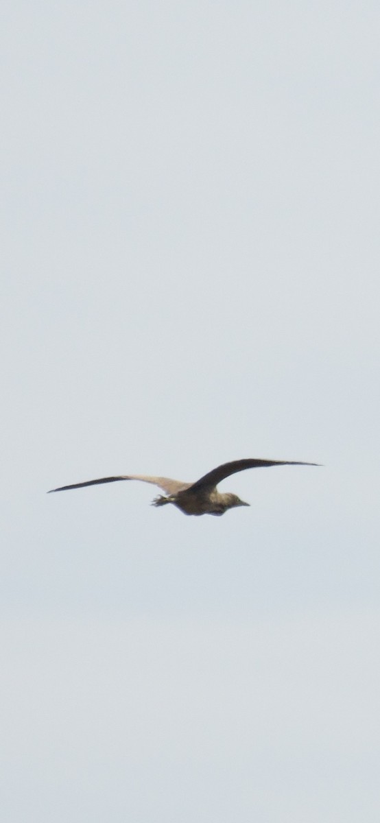 American Bittern - ML643505880