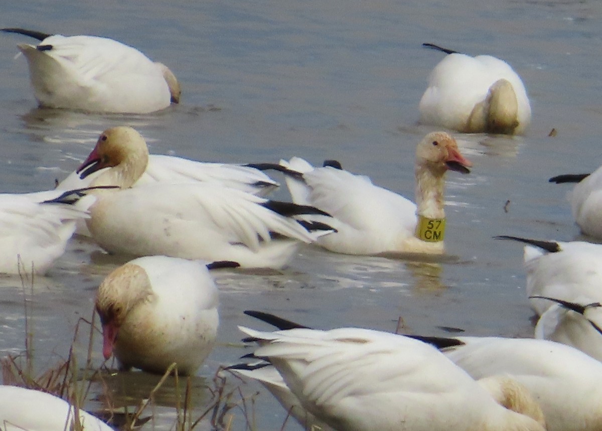 Snow Goose - ML643505885