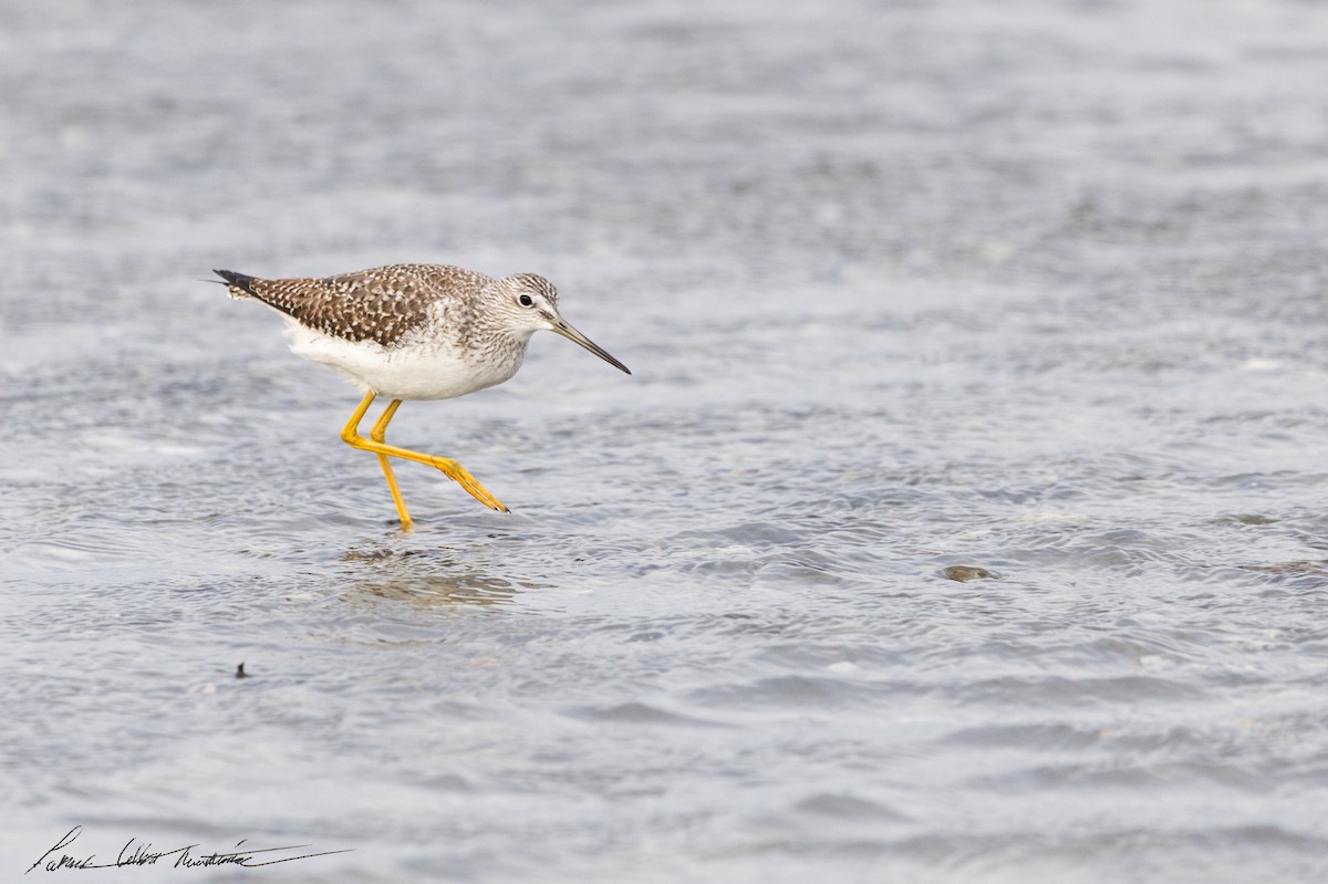 Greater Yellowlegs - ML643505890