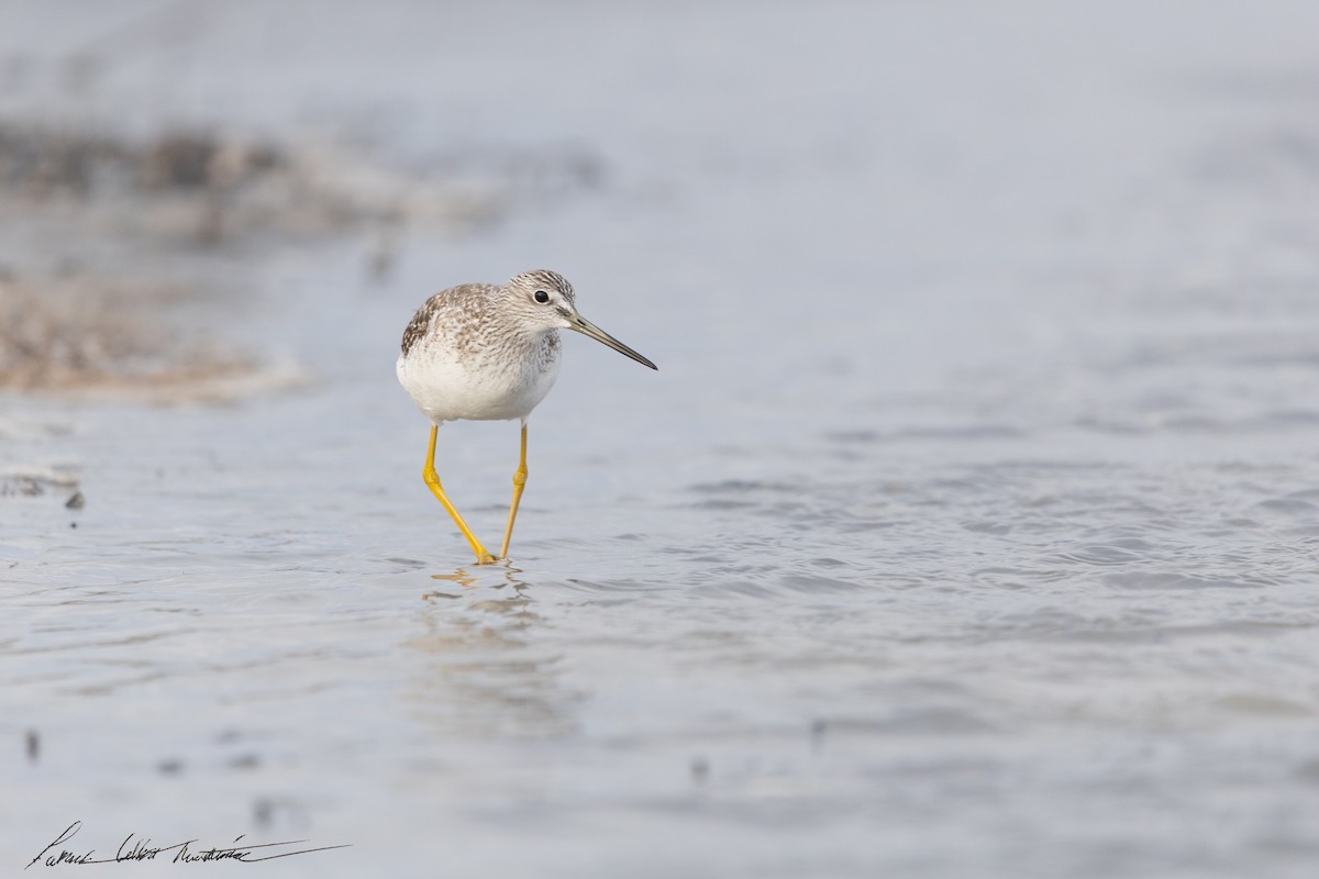 Greater Yellowlegs - ML643505893