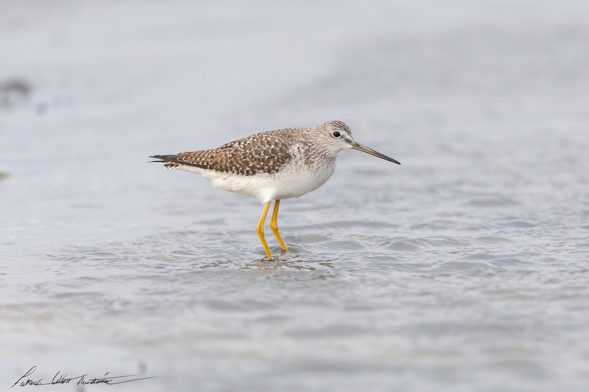 Greater Yellowlegs - ML643505895