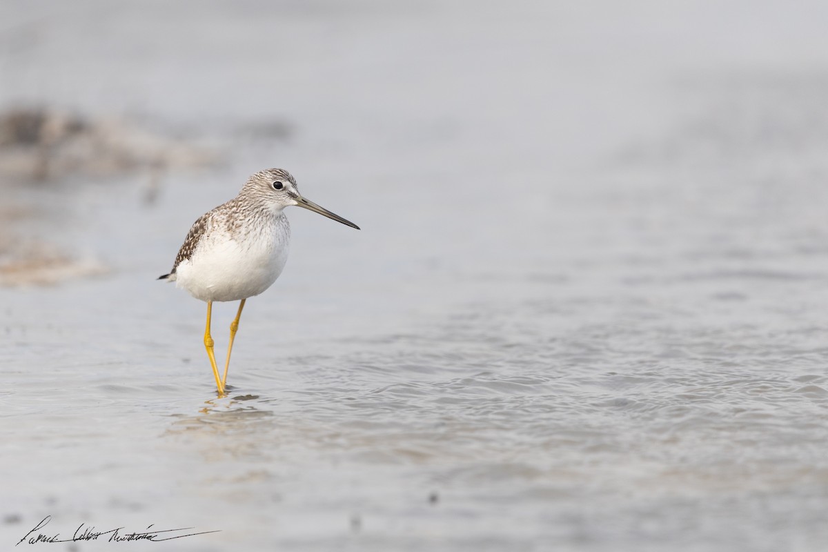 Greater Yellowlegs - ML643505897
