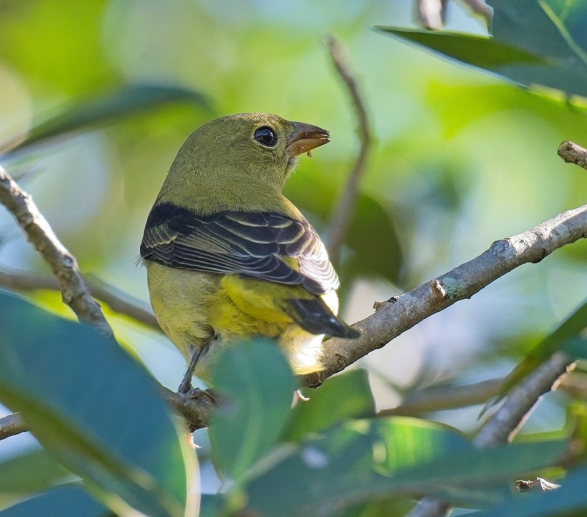 Scarlet Tanager - ML643505906