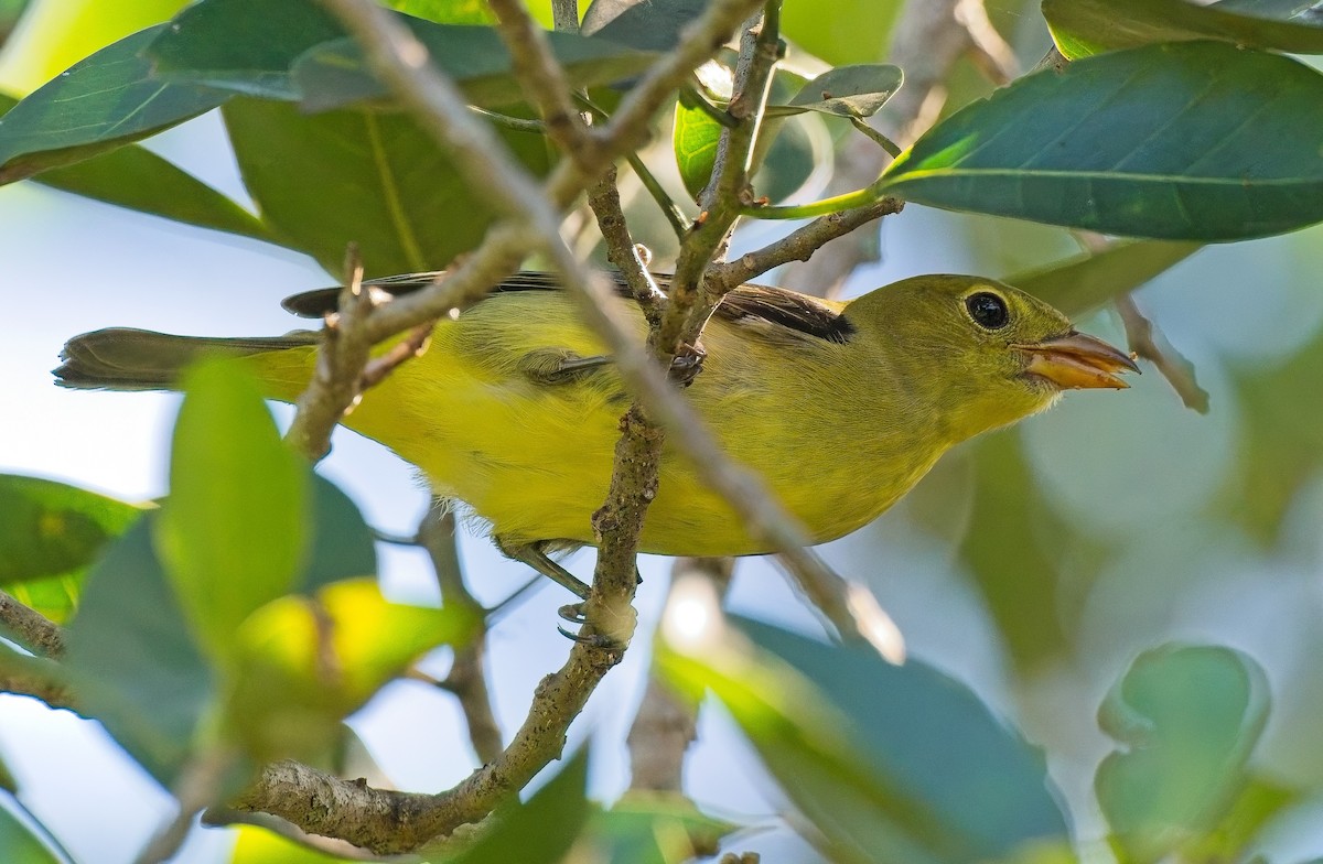 Scarlet Tanager - ML643505907