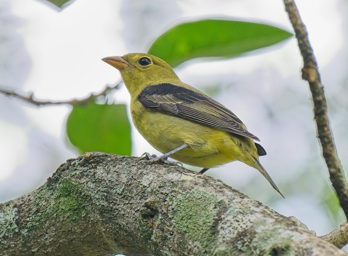 Scarlet Tanager - ML643505908