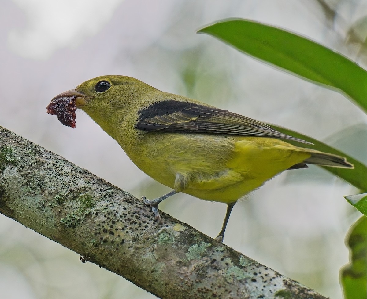 Scarlet Tanager - ML643505909