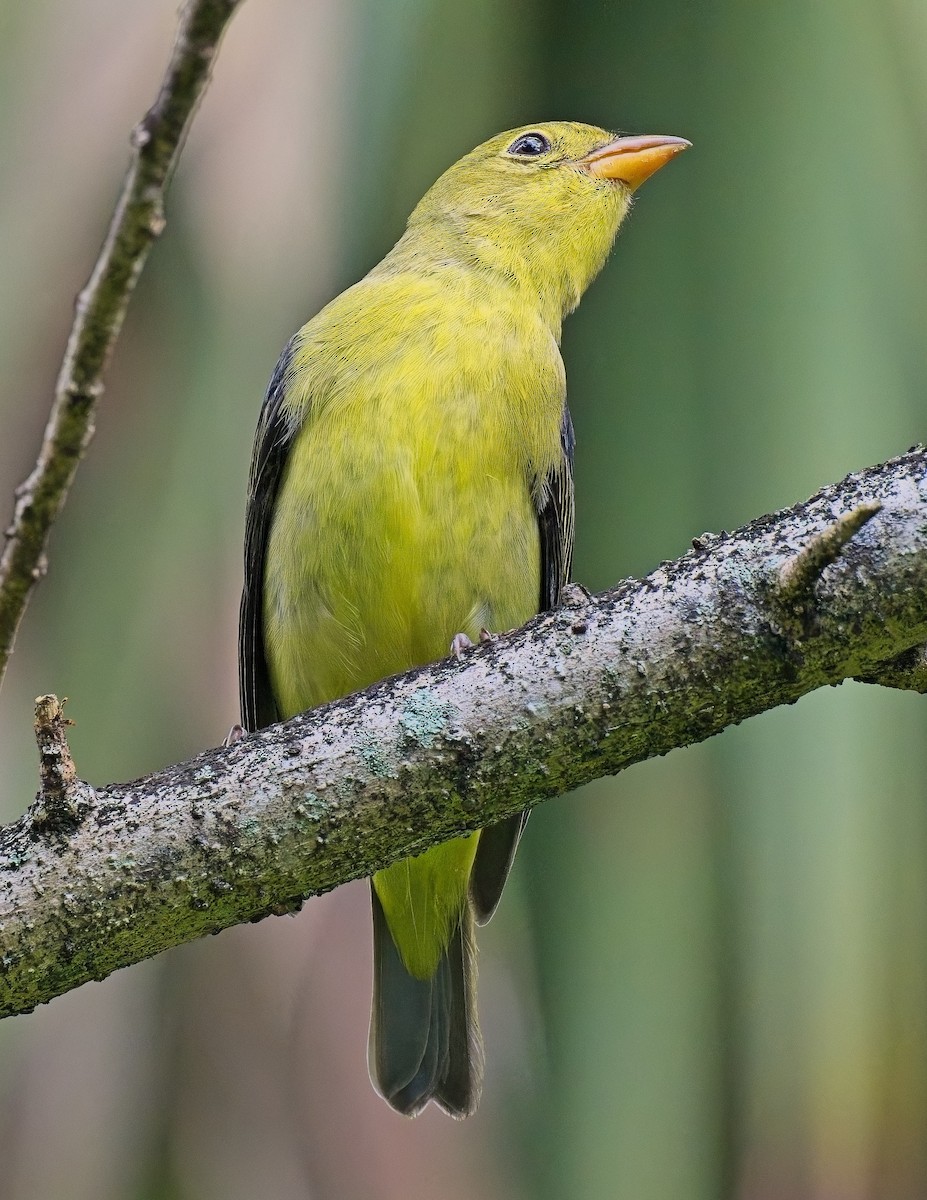 Scarlet Tanager - ML643505910
